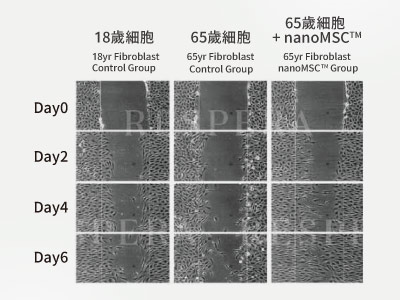 傷口修復實驗內容